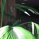 Unknown spotting