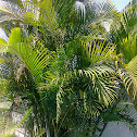 Palm