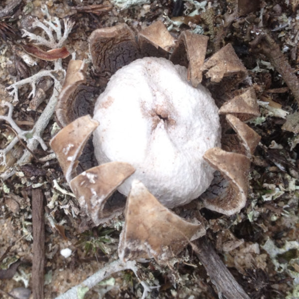 Barometer earthstar Project Noah