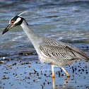 Yellow-crowned Night Heron