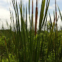 Common Cattail