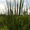 Common Cattail