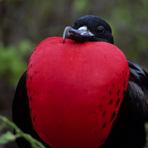 Galapagos: A Photographic Jour LOGO-APP點子