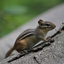 Eastern Chipmunk