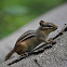 Eastern Chipmunk