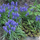 Grape Hyacinth