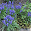 Grape Hyacinth