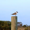Laughing gull