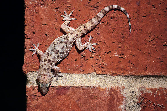 Spotting Image 1