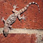 Mediterranean House Gecko