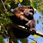 Howler monkey