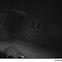 raccoon