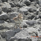 Oriental Skylark (Alauda gulgula