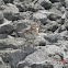 Oriental Skylark (Alauda gulgula