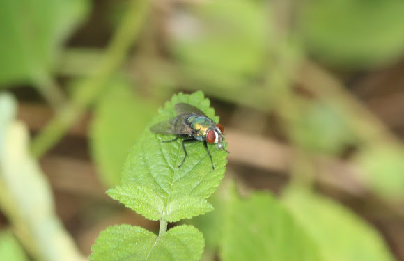 Spotting Image 1