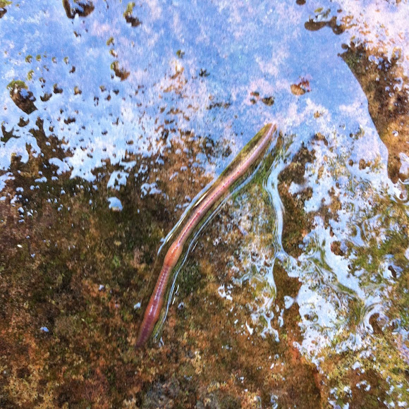 Spotting Image 1