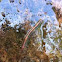 Common Earthworm