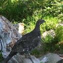 Dusky Grouse