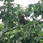 Black-collared Hawk