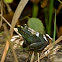 Northern Green Frog