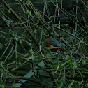 American Robin