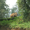 Indian Elephant