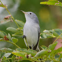 Blue-gray Gnatcatcher