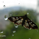 Assembly moth
