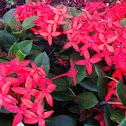 Ixora