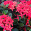 Ixora