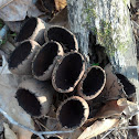 Devil's Urn