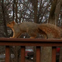 Fox Squirrel
