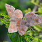 Rounded Metalmark