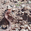 Coachwhip