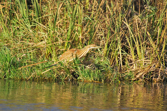 Spotting Image 1