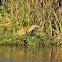 American Bittern
