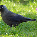 Eurasian Jackdaw