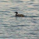Common loon