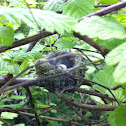 Anna's Hummingbird Nest w/ Eggs