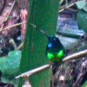 Inca de Frontino hummingbird
