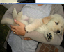 Vendo Cachorros Golden Retriever