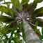 tanget, ti plant