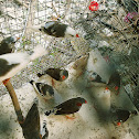 Zebra Finch