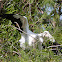 Wood Stork