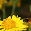 Fire Tailed Resin Bee