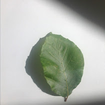 insekter