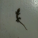 Black Gecko