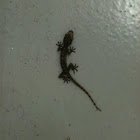 Black Gecko