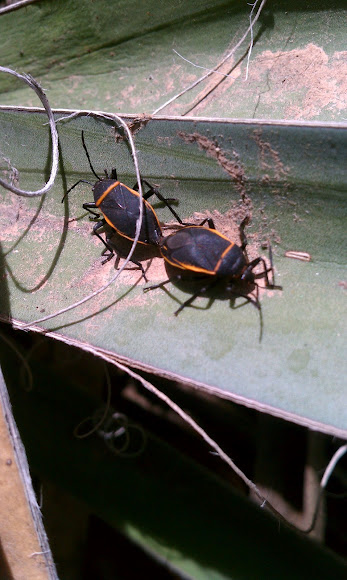 Spotting Image 1