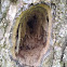 Woodpecker hole